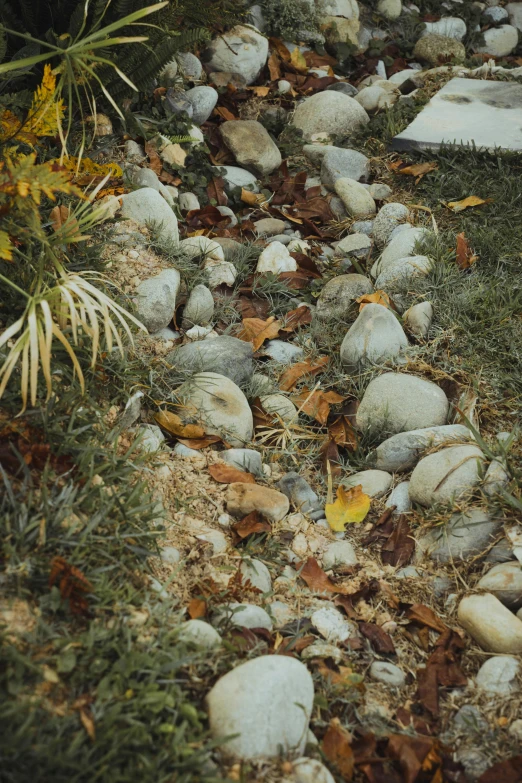 a large patch of grass with small rocks next to a walkway