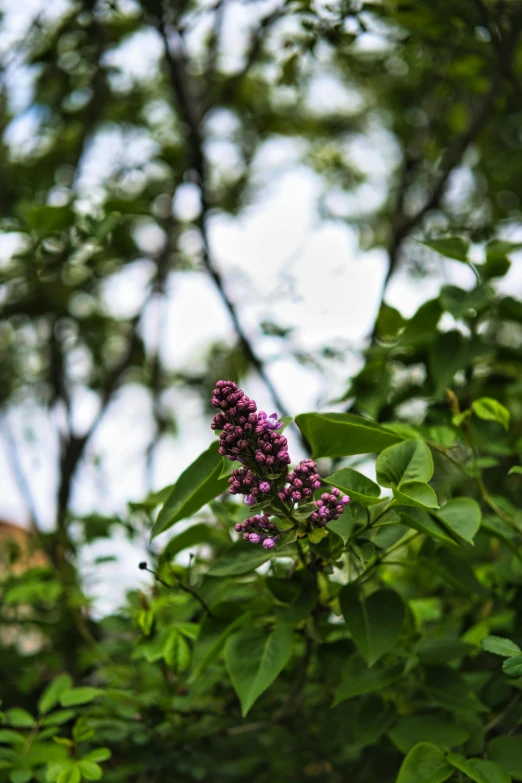 flowers blooming from small, purple buds in the green leaves