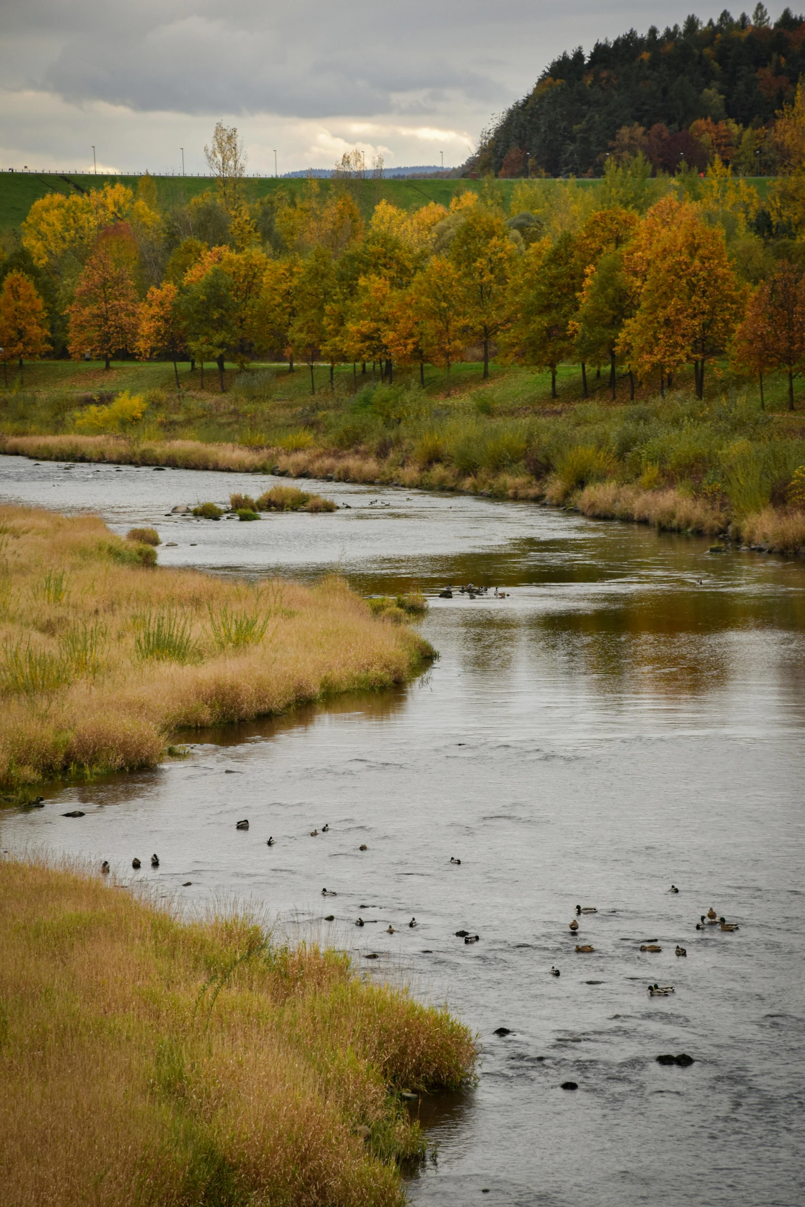 a river with several birds on the bank near many trees