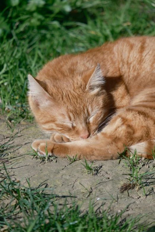 an orange cat sleeping in the grass