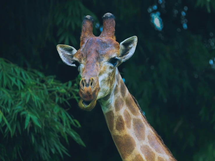 a giraffe standing in front of trees in an enclosure