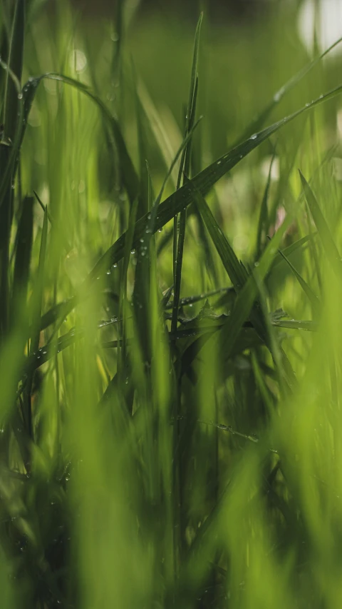 raindrops falling on a field of grass and grass blades