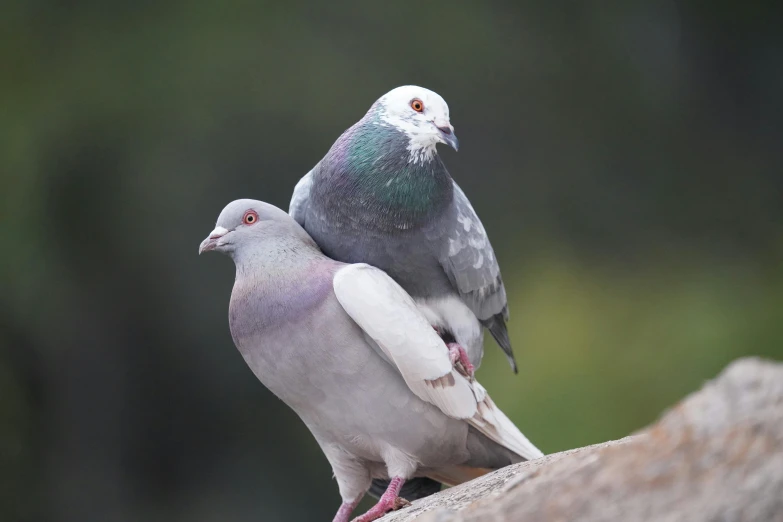 a couple of birds perched on top of a log