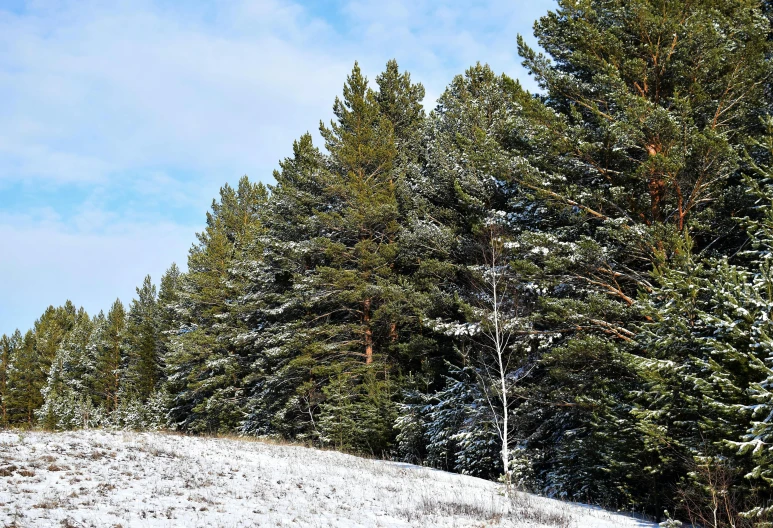 pine trees near the top of a snowy hill