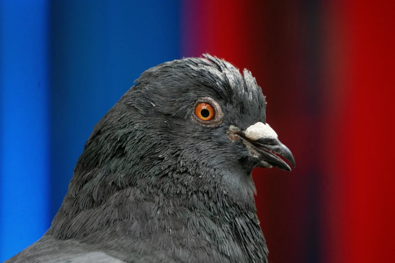 a close up view of a gray bird near a red, blue and purple background