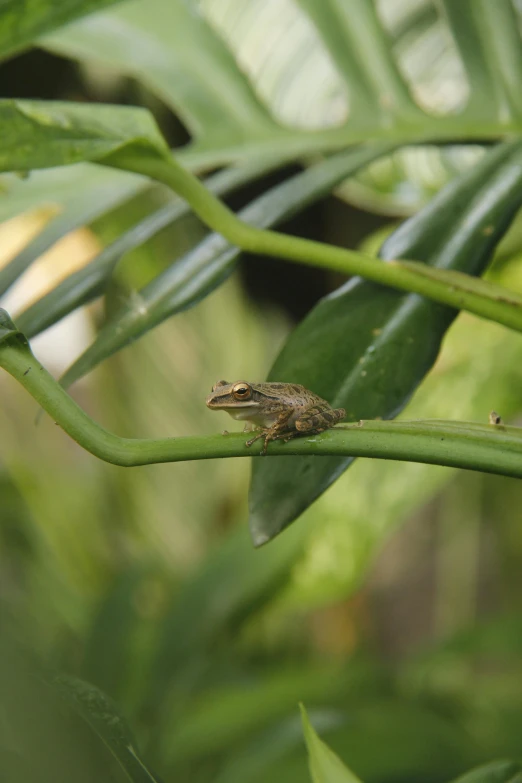 the frog is sitting on a large green leaf