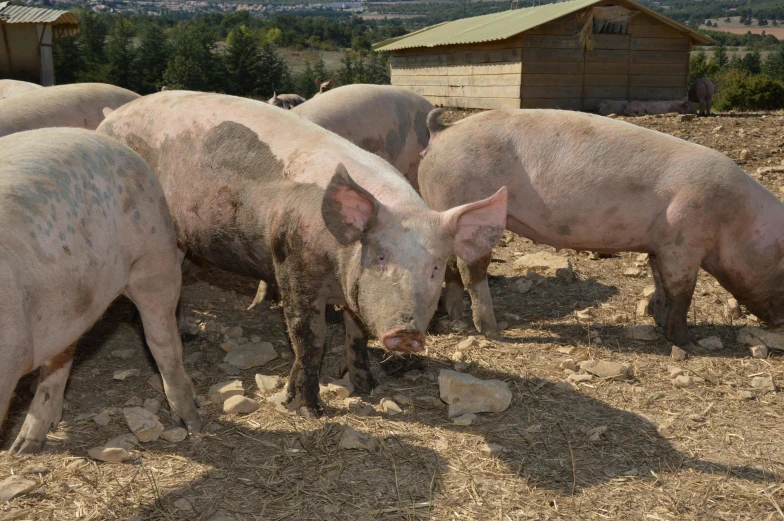 a group of pigs with pink fur eating hay