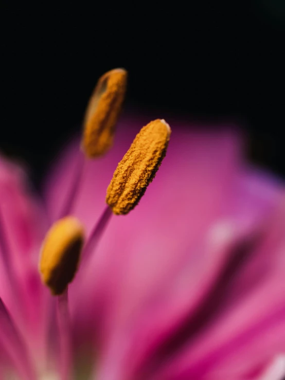 some pink and yellow flowers with long stipling tips