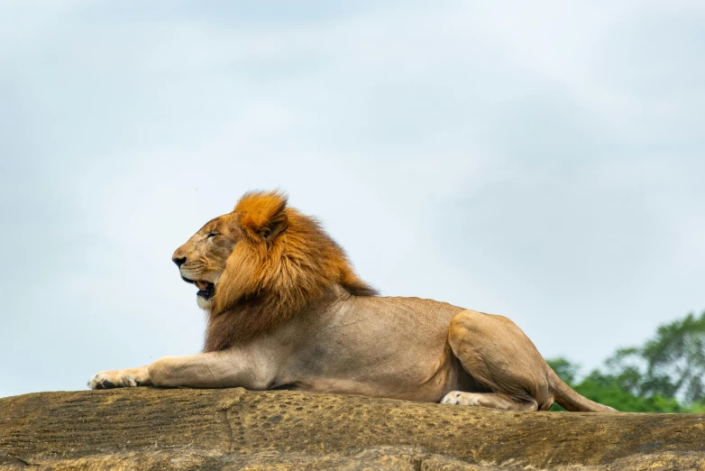 a lion rests on a rock face to face