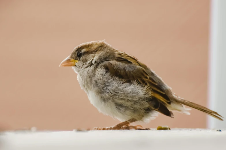 a small bird sitting on the edge of a wall