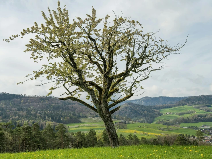 a tree stands alone on the side of a hill