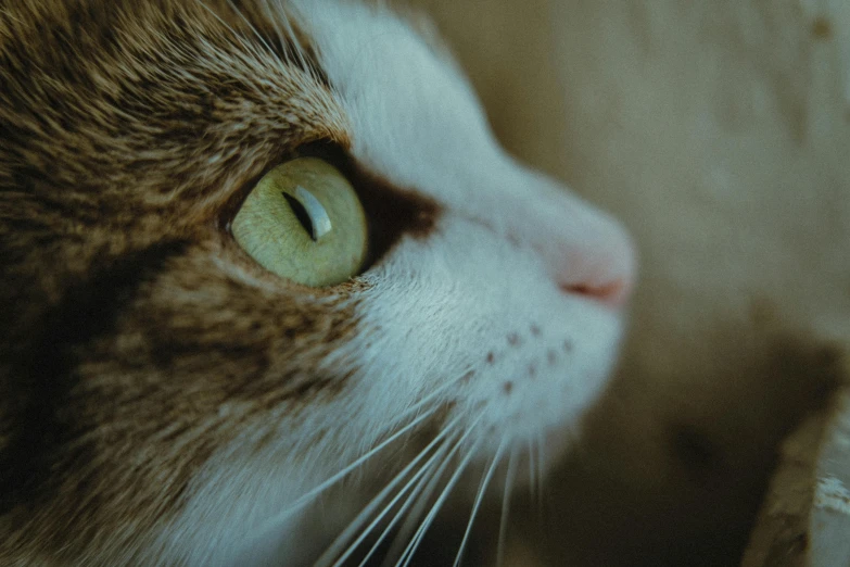 a cat looking with large eyes and white whiskers