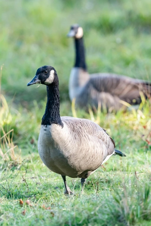 two geese stand in a field of green grass