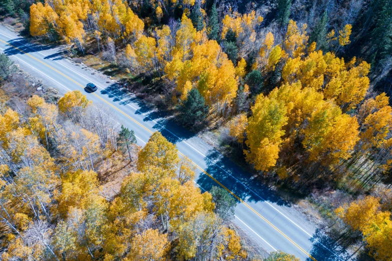 a rural road with trees on both sides