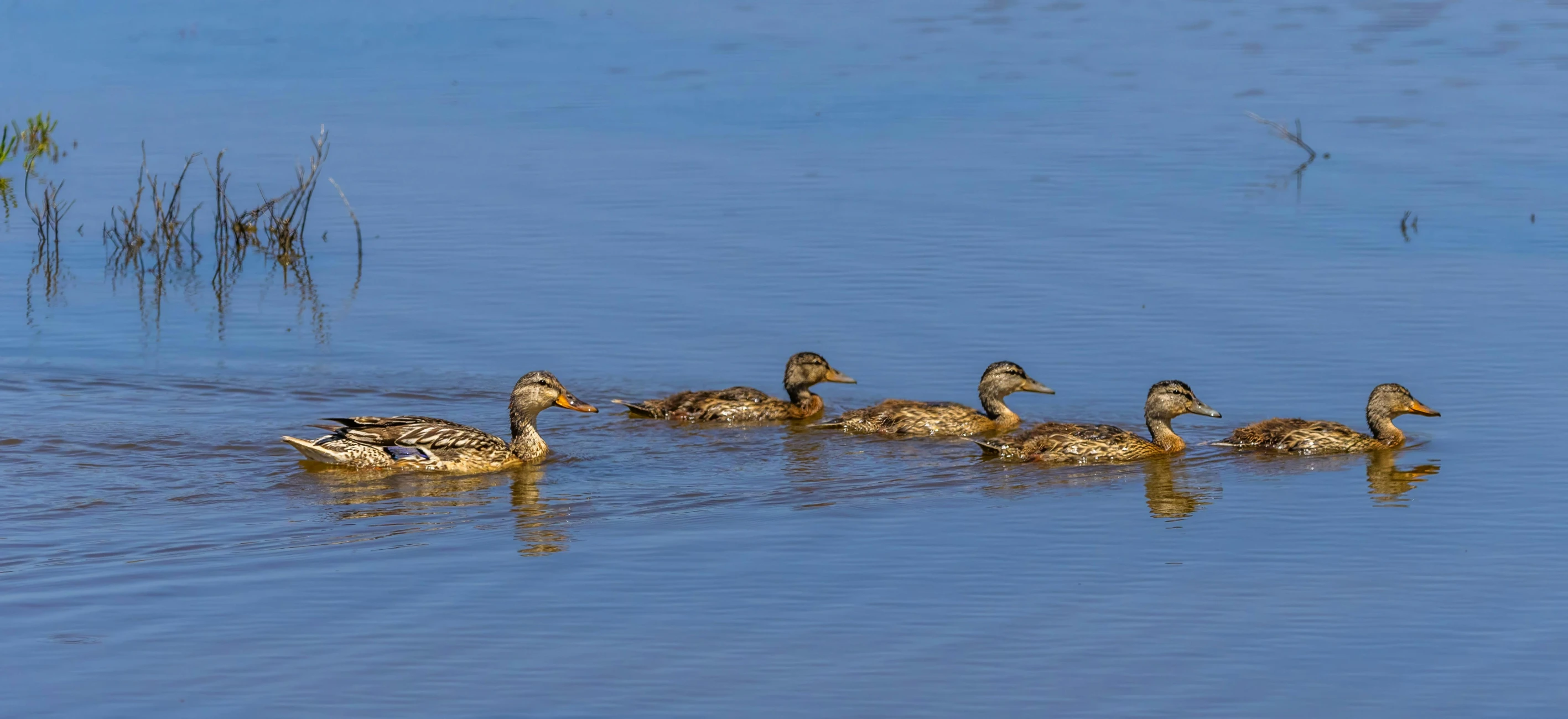 some ducks are on the water with grass and weeds