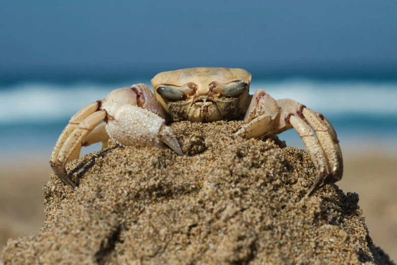 a sand crab with one eye sitting on it's side