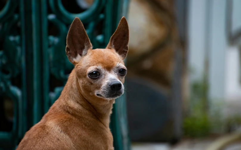 the dog is standing outside and looking in the camera