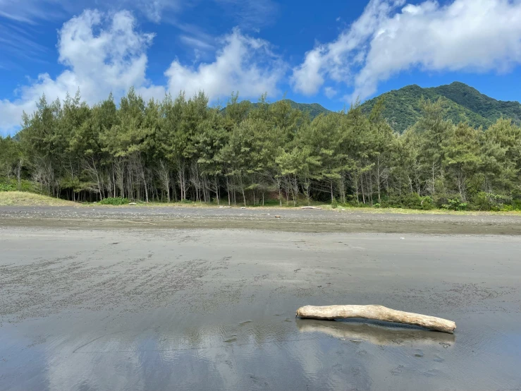 a log is on the sand next to the forest