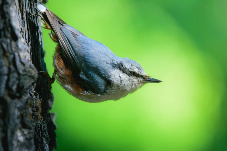 a little bird sits on the bark of a tree