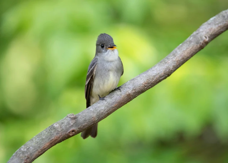 a small gray bird perched on a nch