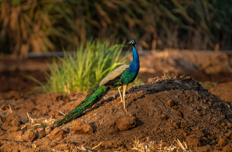 two blue and green birds sitting on top of some dirt
