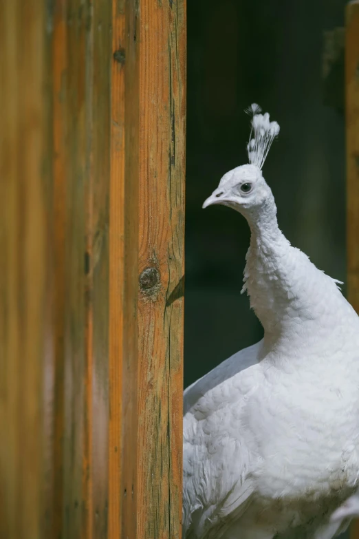 a very close up picture of a very pretty bird