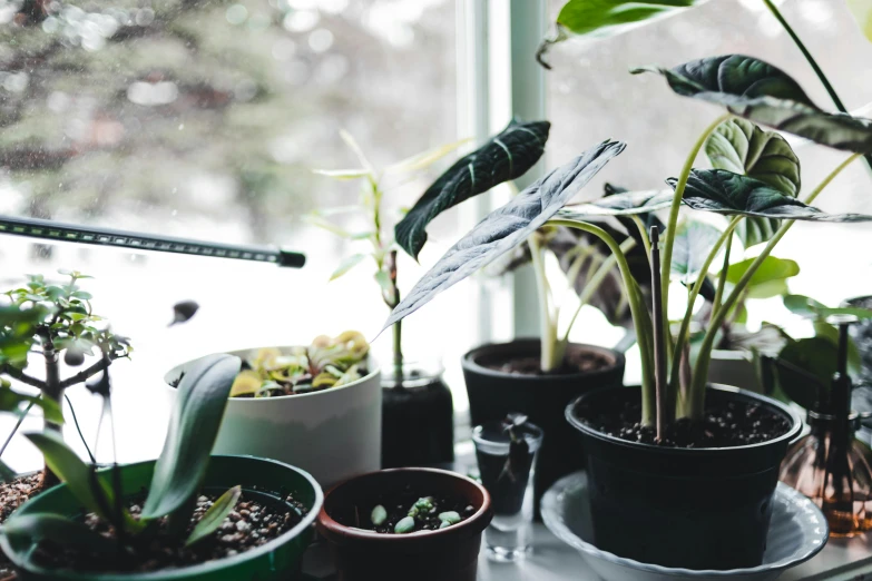 some plants are in some containers and sitting on a counter