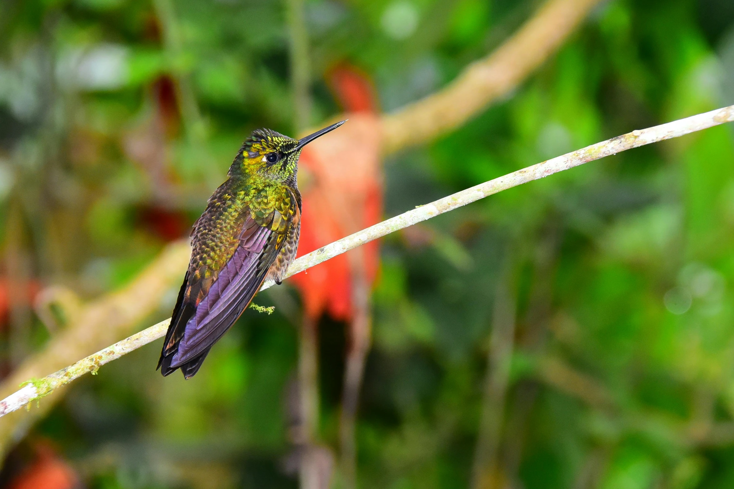 a small purple bird sitting on a tree nch