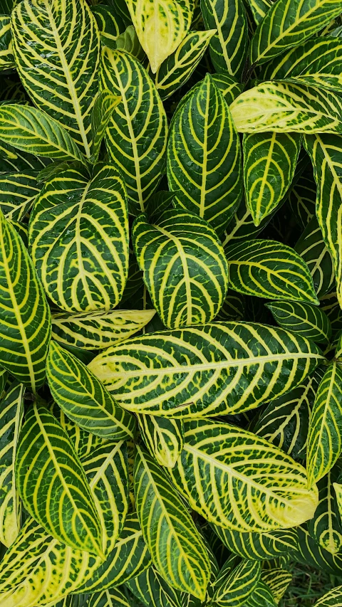 green and yellow striped leaves close up