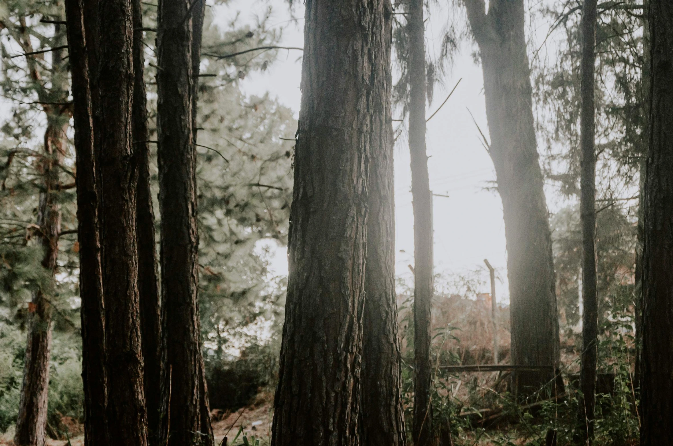 trees with some leaves on the ground and dirt