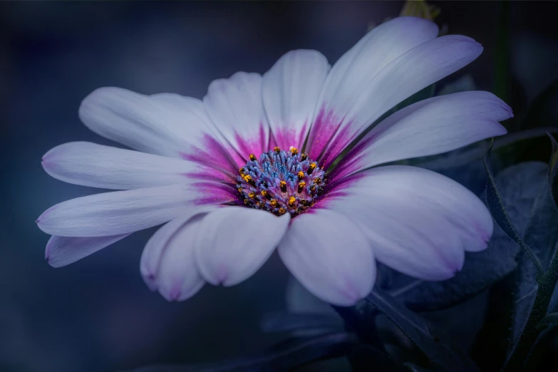 a pink and white flower with long leaves