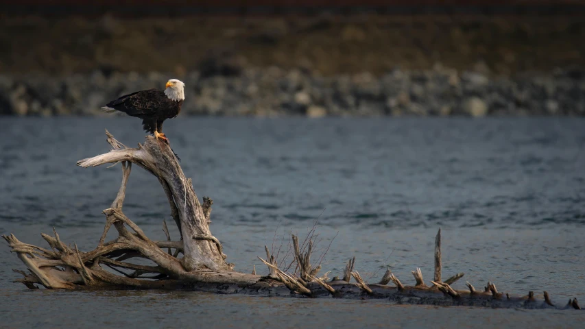 a bald eagle perched on top of a tree stump in the water