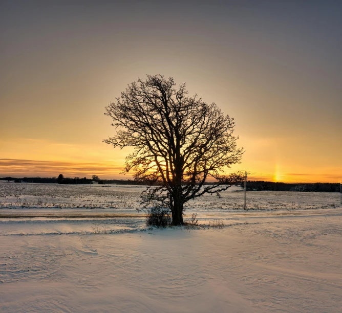 a large bare tree standing alone in the snow