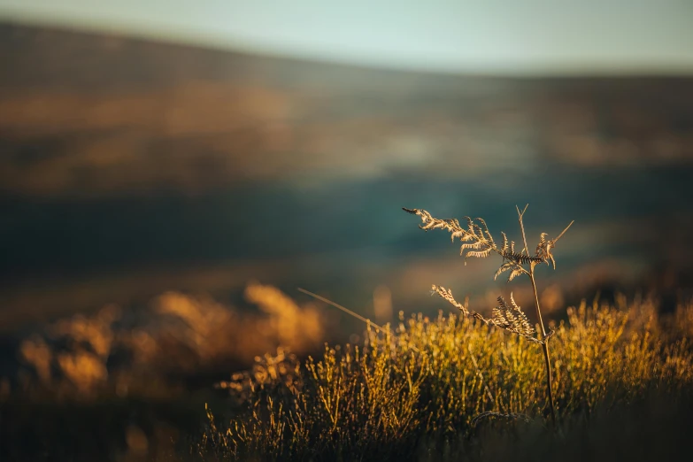 a lone weed on top of a hill in the sun