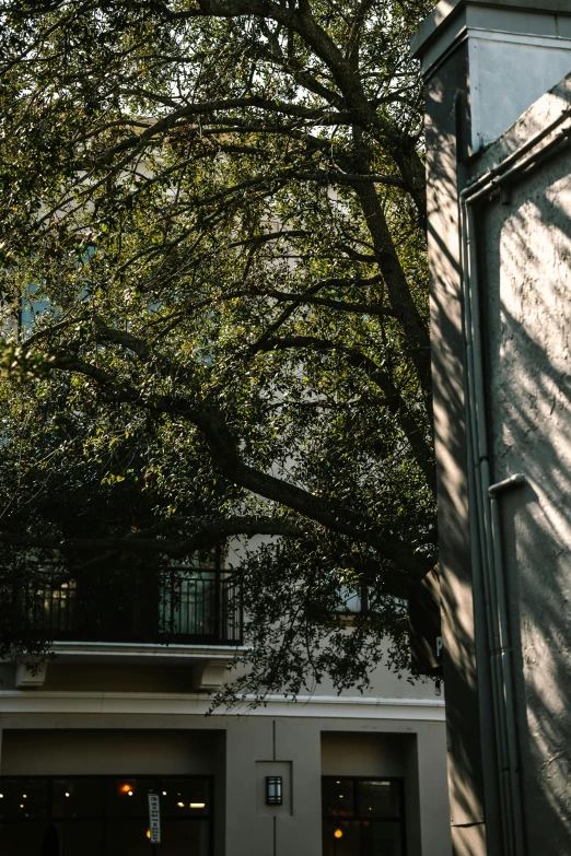 a group of trees is shown in front of some buildings