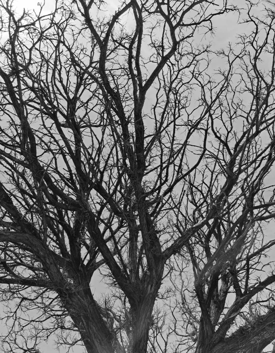 a tree stands under an overcast sky