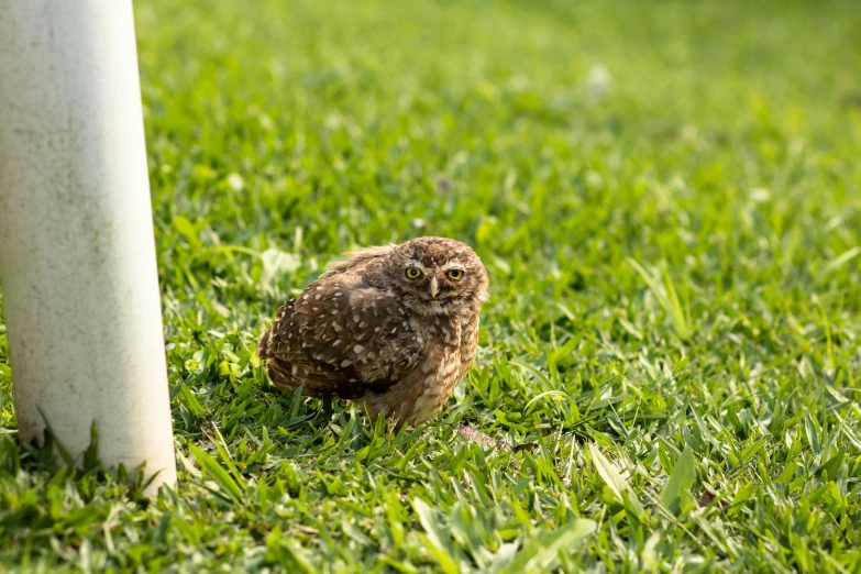 an owl is standing underneath the pole in the grass