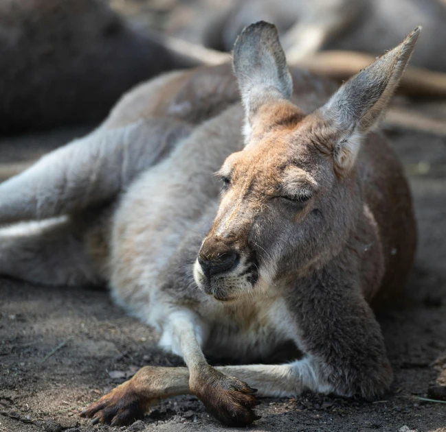 a kangaroo lays on the ground and looks to its left