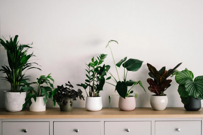 there are several plants on top of the counter