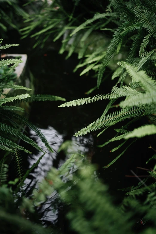 fern leaves near a stream in the woods