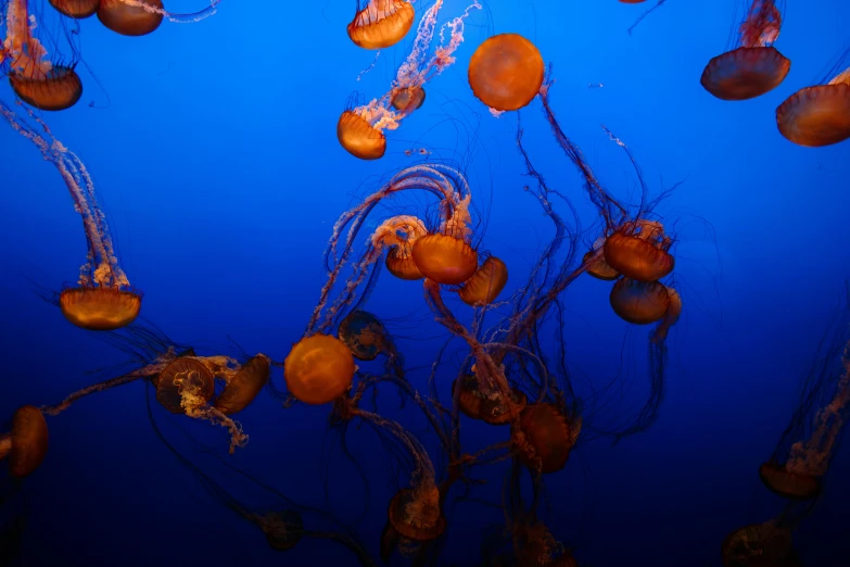 large and small jellyfish floating on blue water