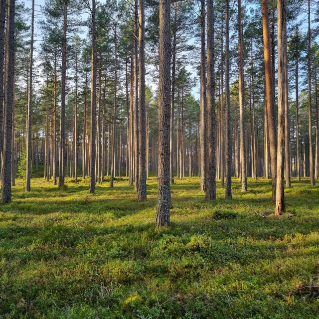 a grove of trees are in the grass