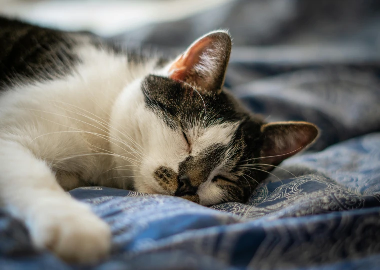 a cat that is laying down on a bed