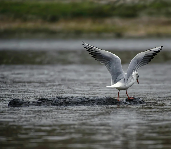 a white and black bird stands on a rock in the water