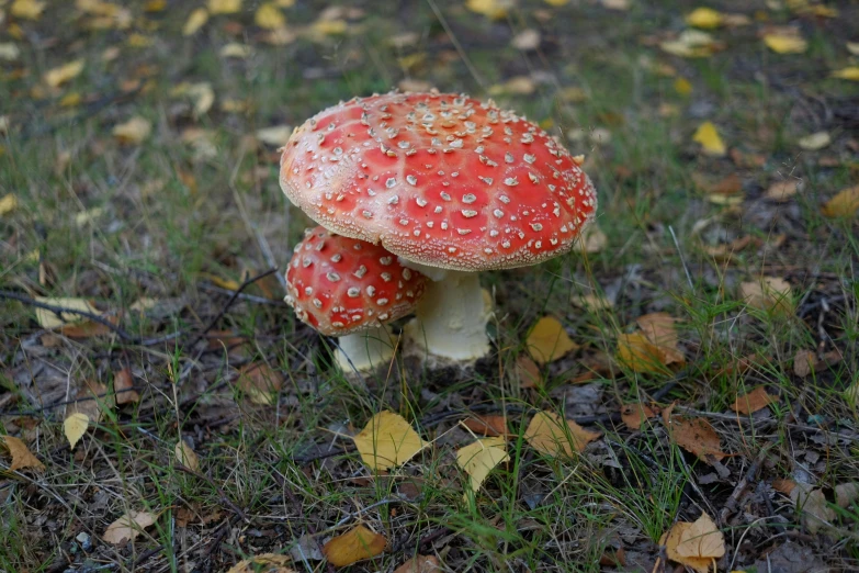 two mushrooms with a lot of water drops on them