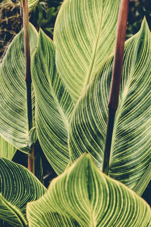 some green leaves growing in a forest