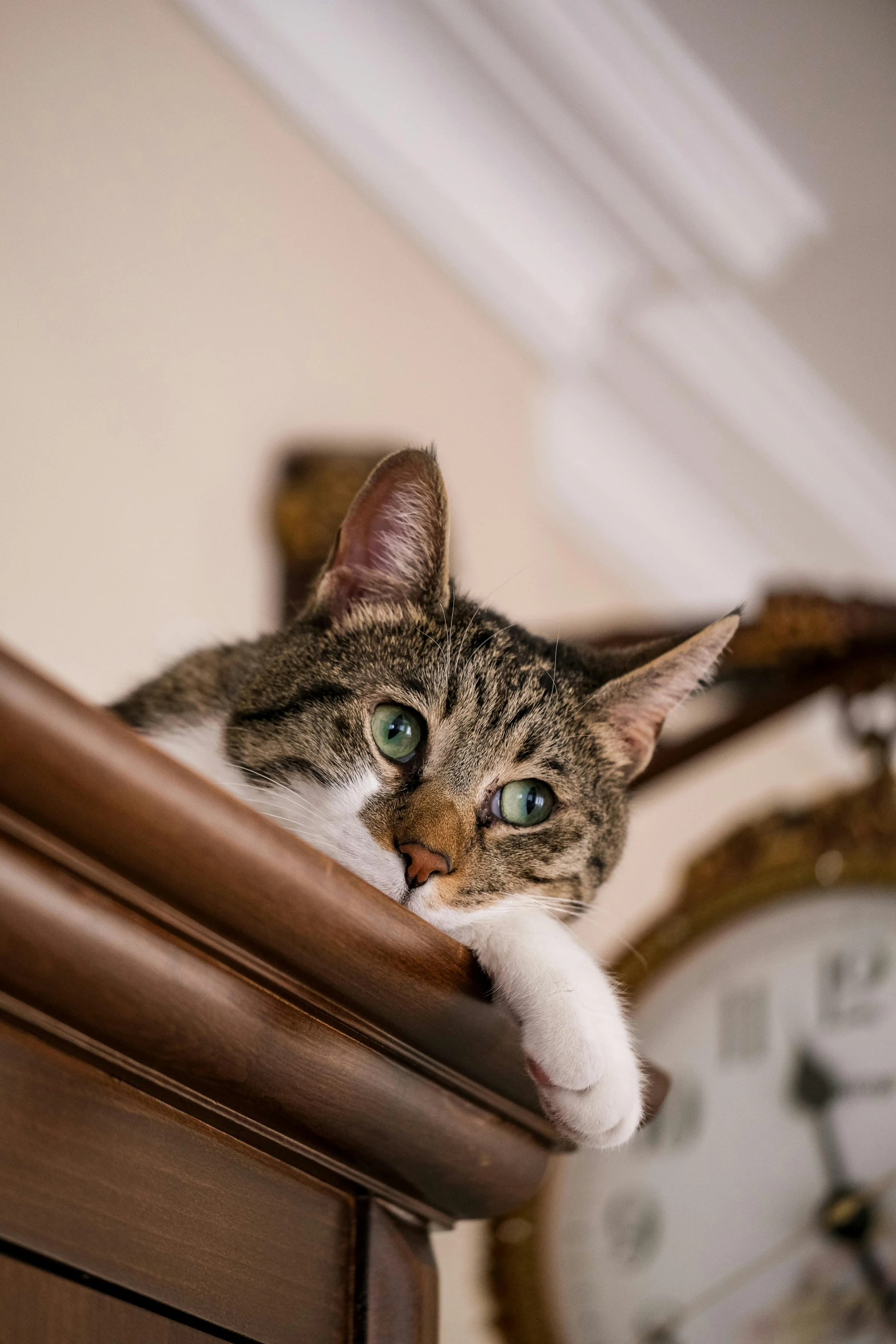 a cat sitting on top of a wooden shelf next to a clock