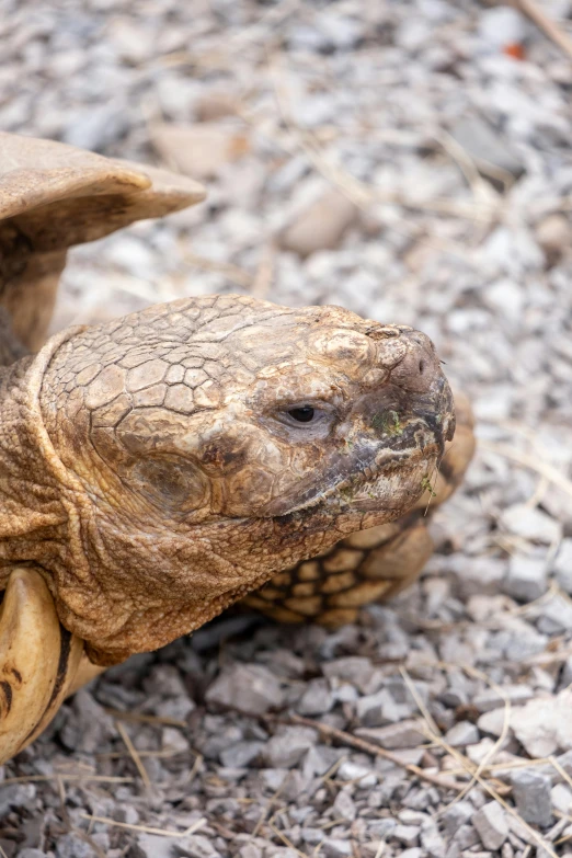 a tortoise shell that looks like it has been bitten