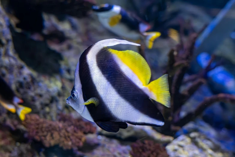 fish swimming on the surface of an aquarium