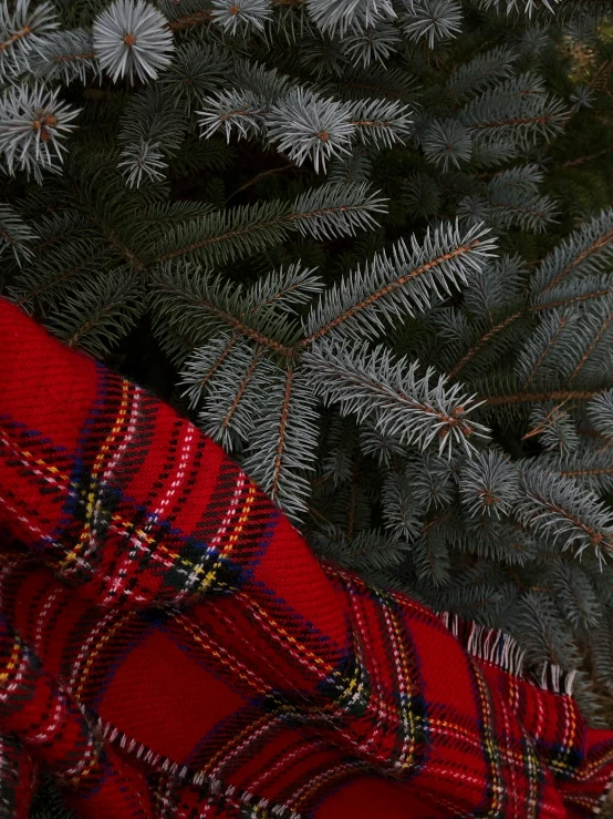 the plaid blanket has been folded on top of the needles of a fir tree